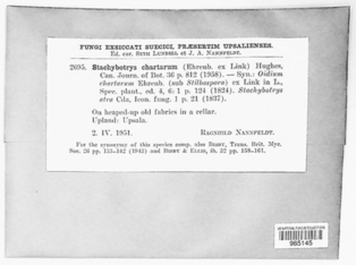 Stachybotrys chartarum image